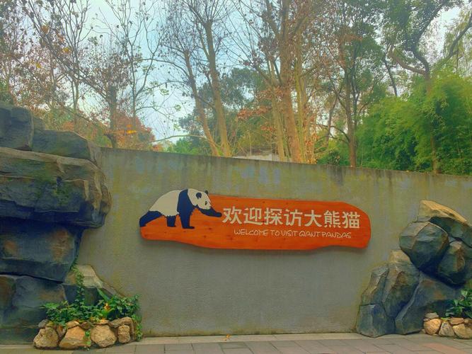 成都看熊猫去哪里看最好（成都熊猫乐园和熊猫基地哪个好玩）