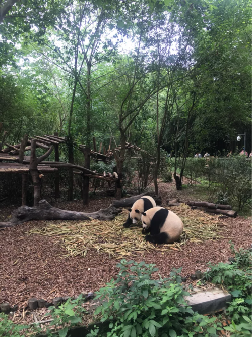成都看熊猫去哪里看最好（成都熊猫乐园和熊猫基地哪个好玩）