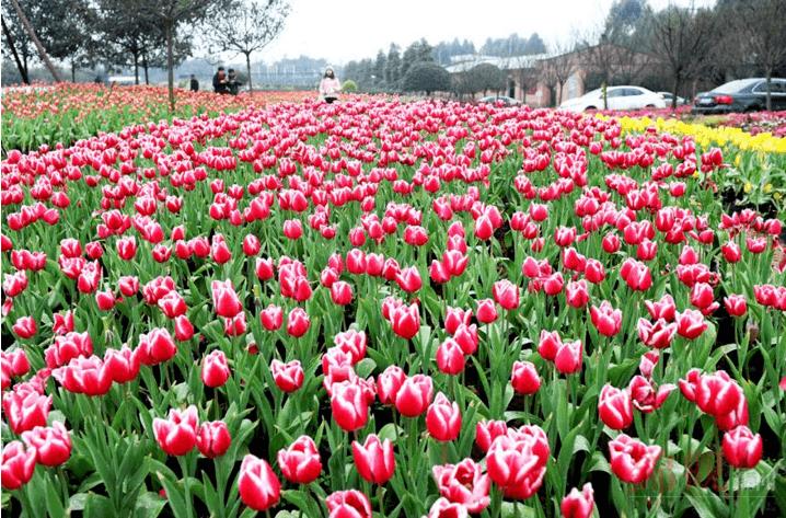 四川成都景点排行榜前十名看花（成都看花的景点有哪些）