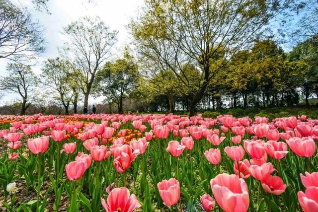 四川成都景点排行榜前十名看花（成都看花的景点有哪些）
