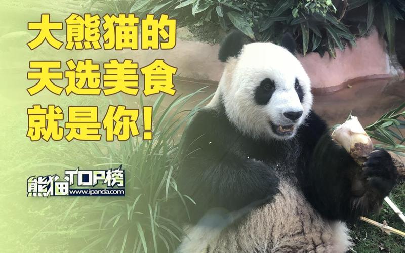 成都到熊猫基地美食（成都熊猫基地美食攻略）